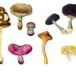 Удивительно красивый и крайне необычный аксессуар для интерьера: грибы на пеньке