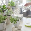 Как создать свой миниатюрный сад в квартире, если у вас нет дачи