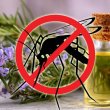 Как избавиться от насекомых в доме с помощью природных ароматов