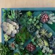 Невероятное настенное панно-кашпо из искусственных суккулентов своими руками