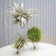 Как оригинально вписать живые растения в интерьер - 5 необычных советов от дизайнеров по интерьерам 